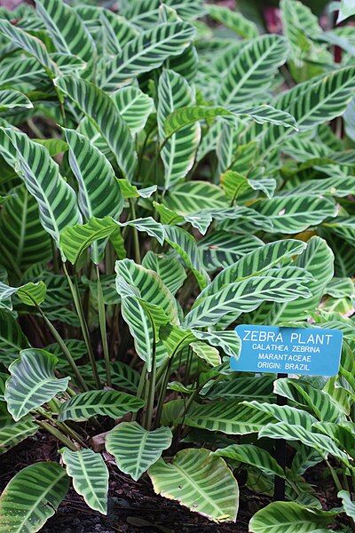 File:Zebra Plant.JPG