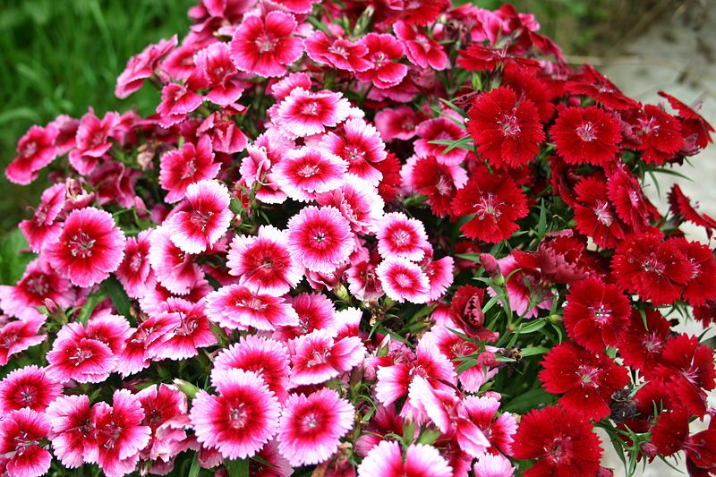 File:Œillets (Sweet William).jpg