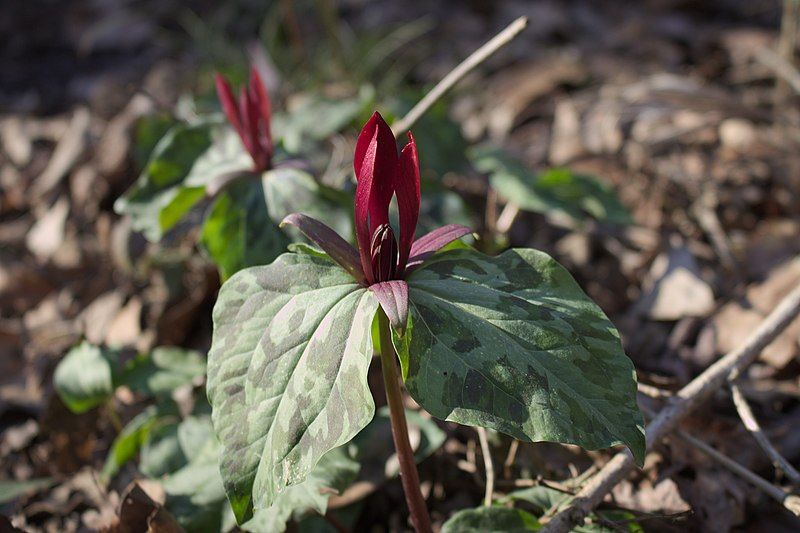 File:160228 trillium maculatum.jpg