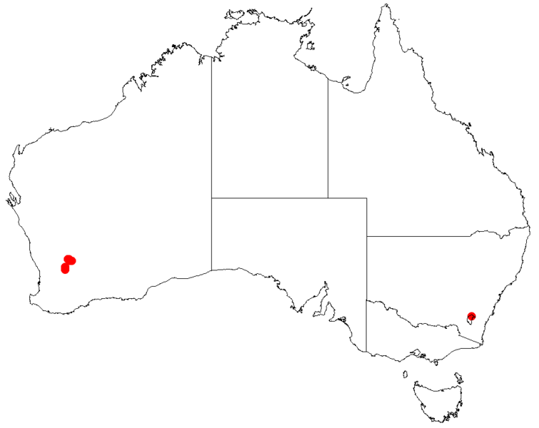 File:Acacia merrickiaeDistMap593.png