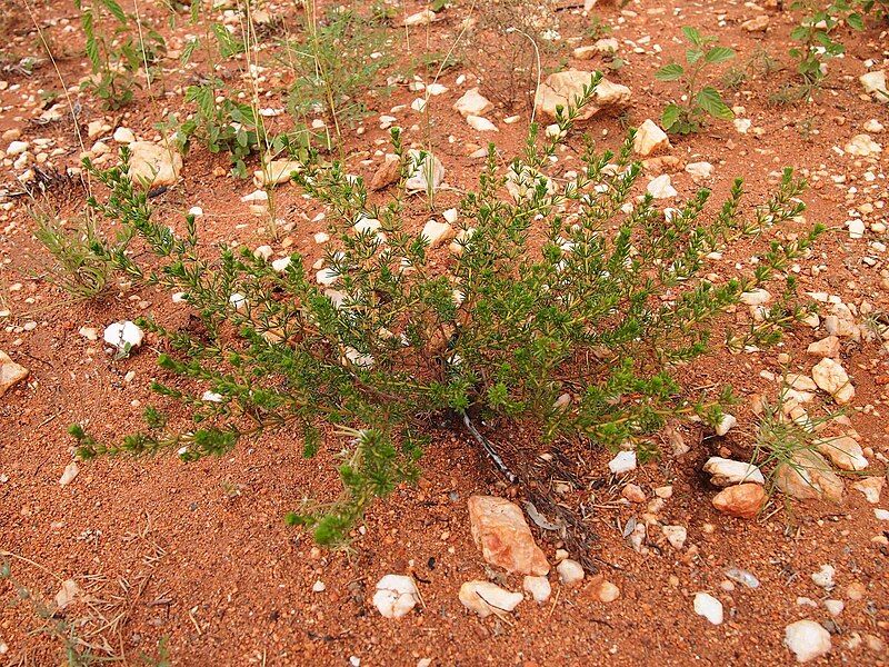 File:Acacia spondylophylla.jpg