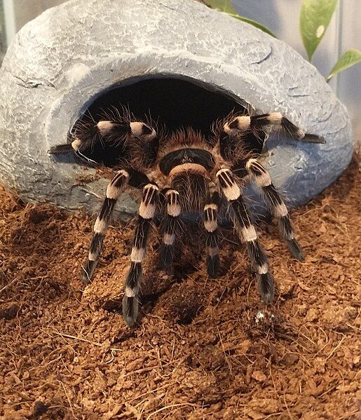 File:Acanthoscurria.geniculata.female.jpg