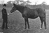 Amiable at the Welbeck Stud, c. 1903