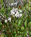 Amsonia tomentosa