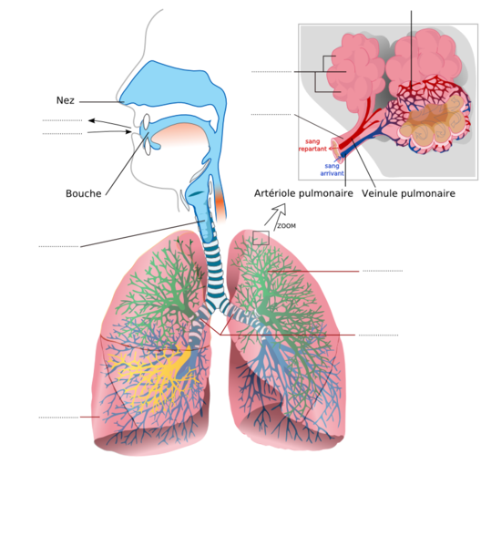 File:Appareil respiratoire vierge.png