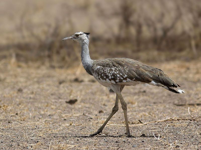 File:Arabian Bustard.jpg