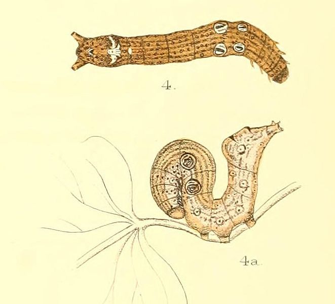 File:ArgadesaMaterna12-4-l1.jpg