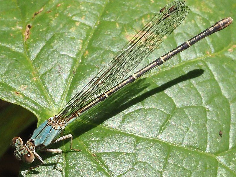 File:Argia apicalis-female.jpg