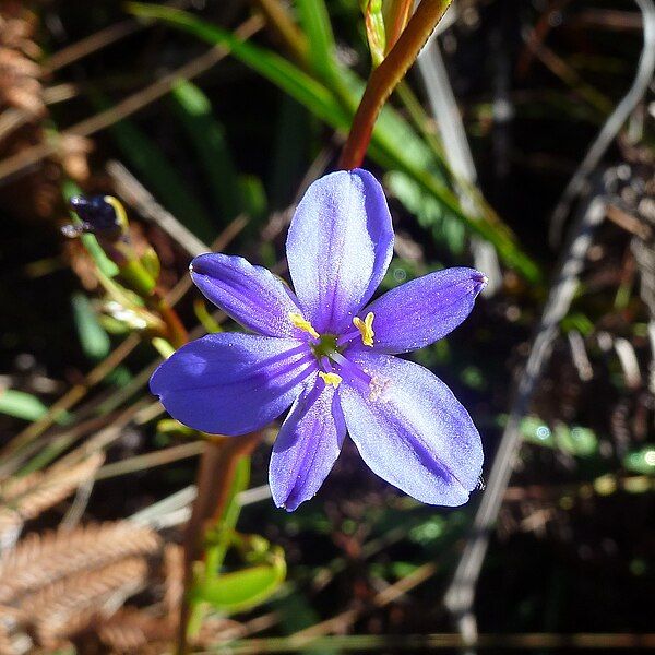 File:Aristea ecklonii 5.jpg