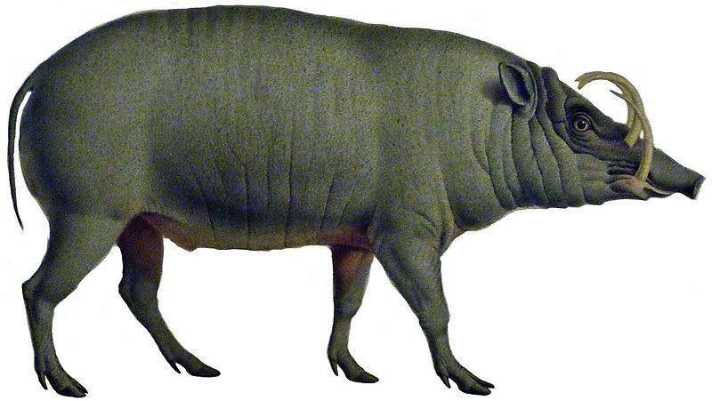 File:Babiroussa (white background).jpg