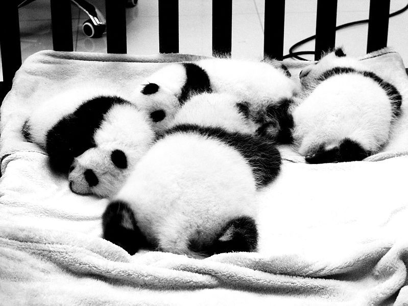 File:Baby Pandas Greyscale.jpg