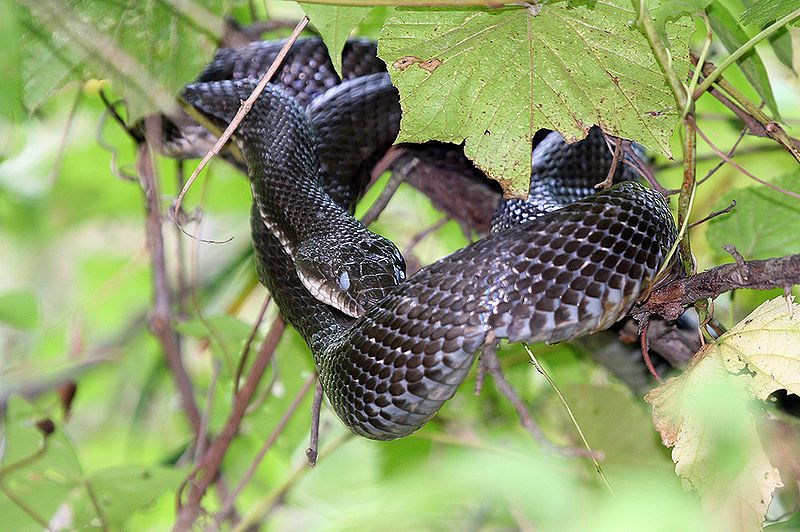 File:Black Rat Snake.jpg