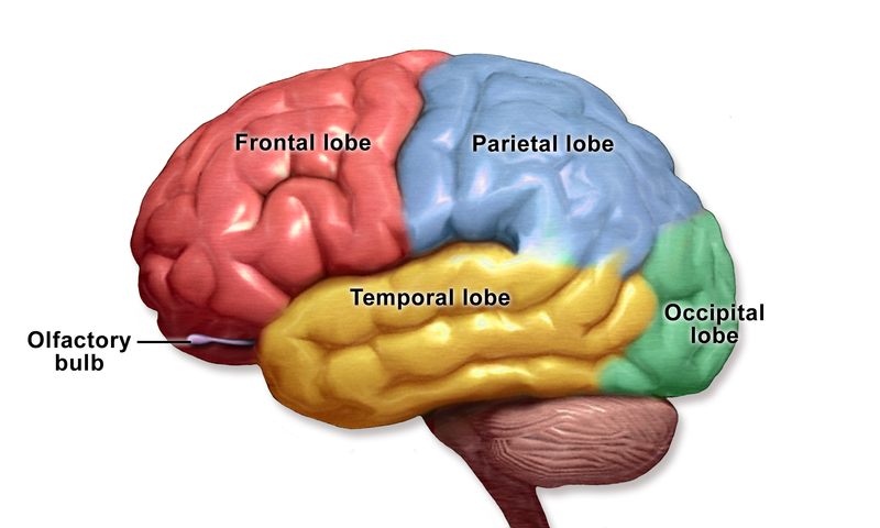 File:Blausen 0111 BrainLobes.png