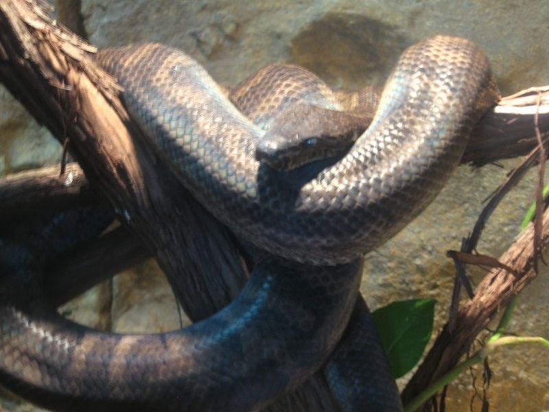 File:Boaconstrictorbrookfield.JPG