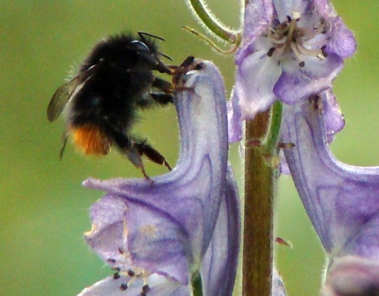 File:Bombus wurfleini tyvhumle.jpg