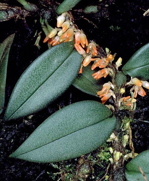 File:Bulbophyllum schillerianum.jpg