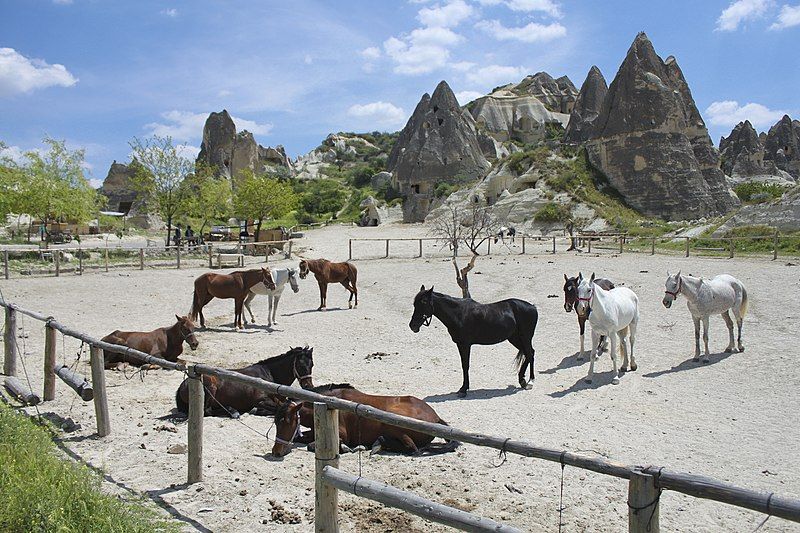 File:Cappadociahorses.jpg