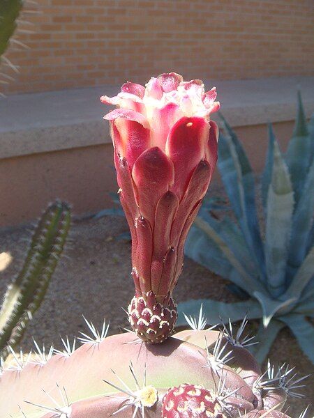 File:Cereus-peruvianus-20080402.JPG