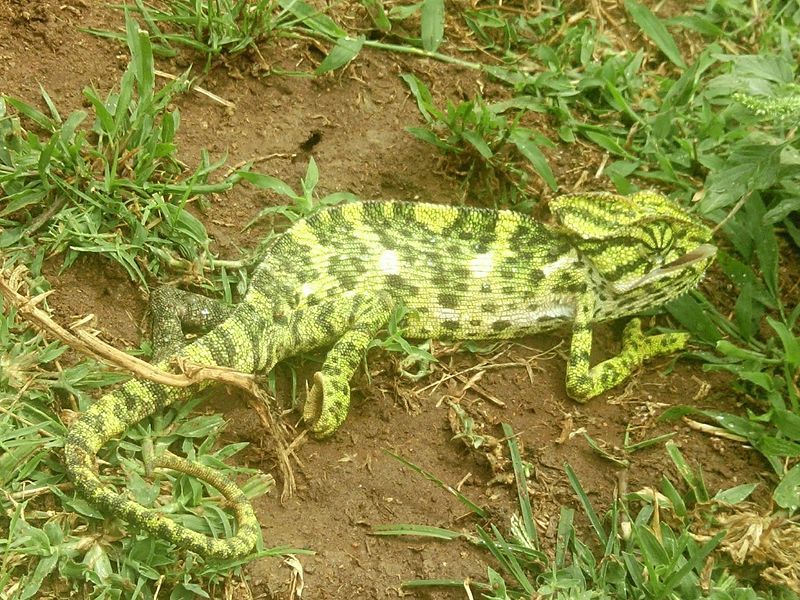 File:Chameleon, Mysore.jpg