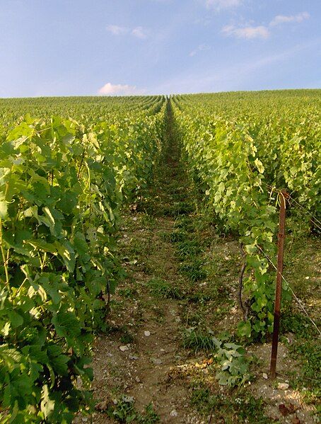 File:Champagnevineyards.JPG