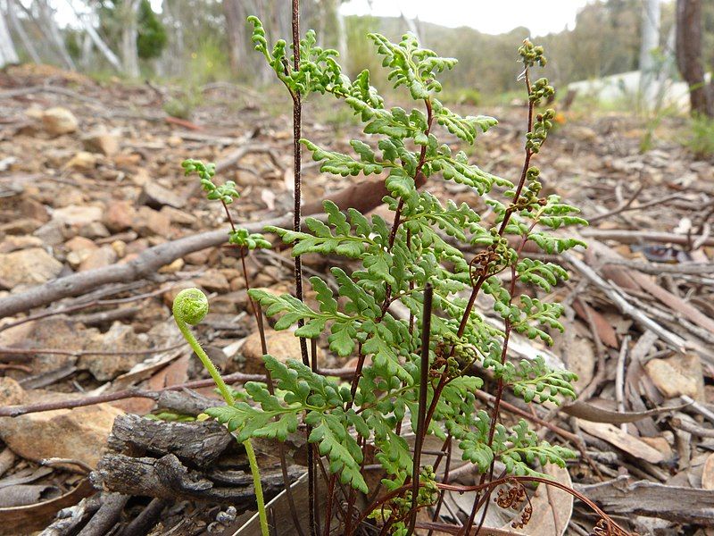 File:Cheilanthes austrotenuifolia.jpg