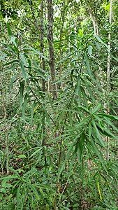 Habit