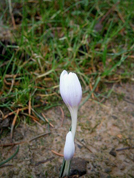 File:Colchicum hungaricum 002.jpg