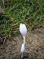 Colchicum hungaricum close-up