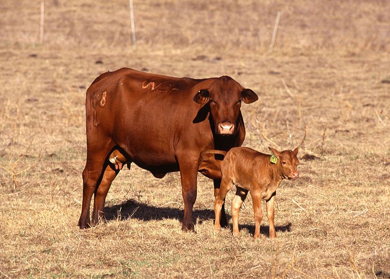 File:Cow with calf.jpg