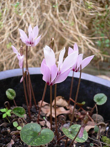 File:Cyclamen cilicium01.jpg