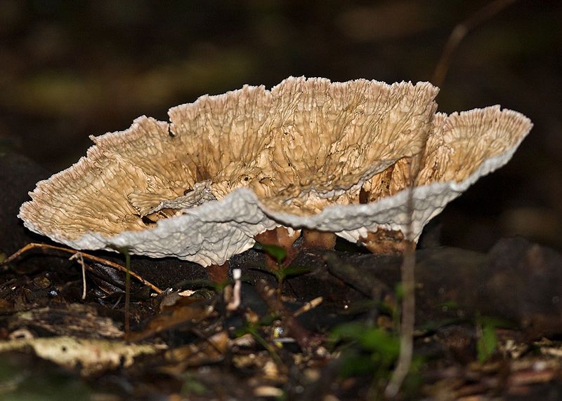 File:Cymatoderma elegans 13988.jpg