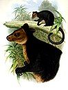 Ursine tree-kangaroo by John Gould