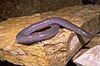 A Mexican burrowing caecilian