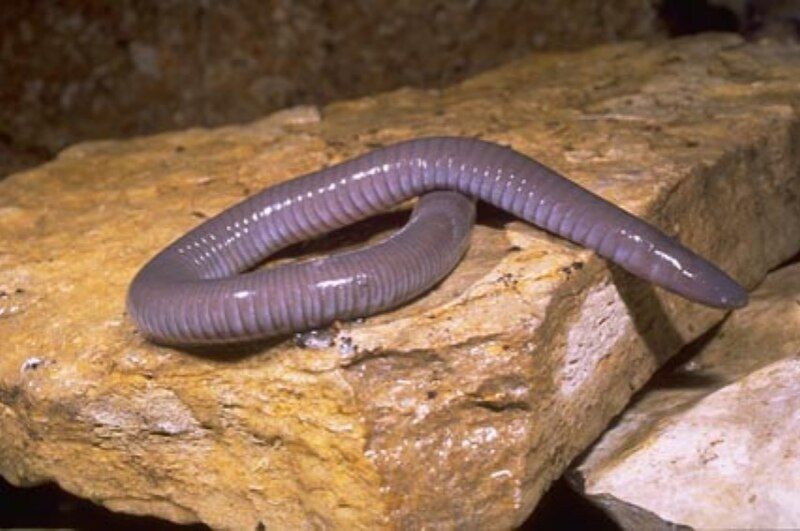 File:Dermophis mexicanus.jpg