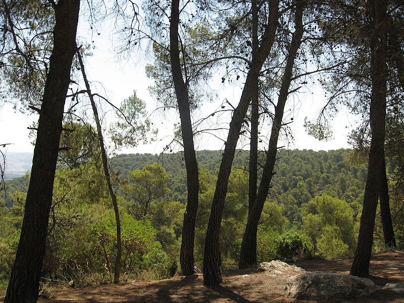 File:Dibeen Trees.jpg