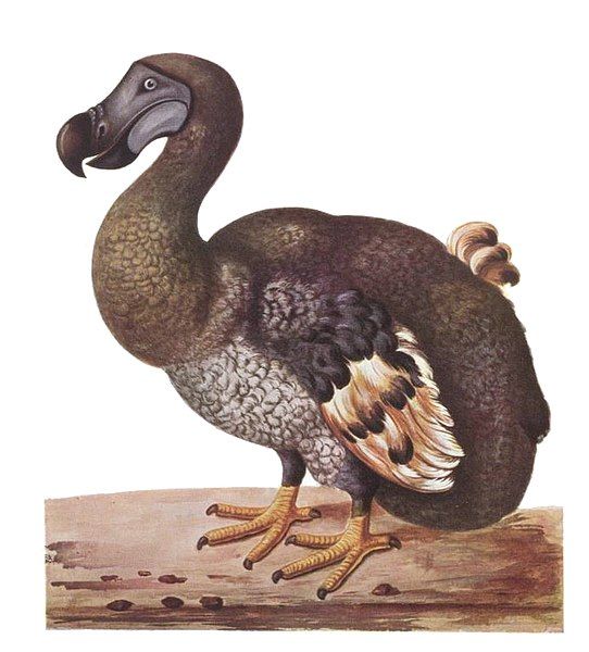 File:Dodo 1736.jpg