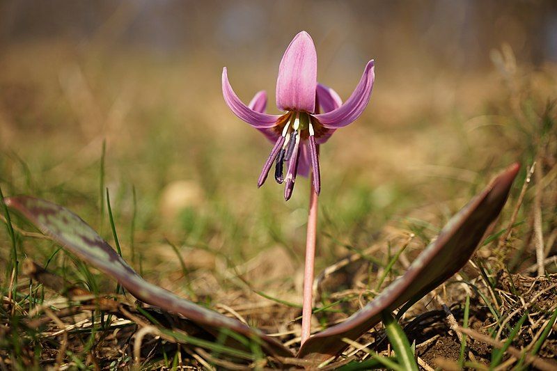 File:Erythronium dens-canis (39917014055).jpg