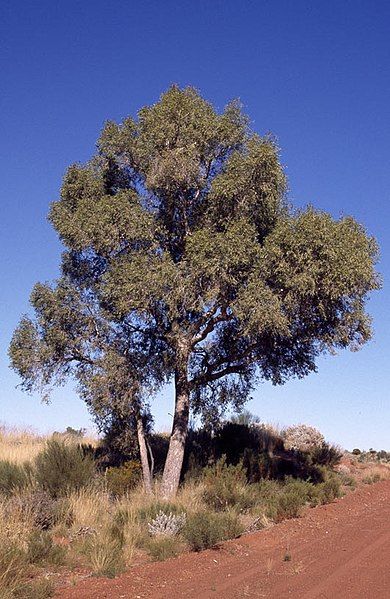 File:Eucalyptus chippendalei.jpg