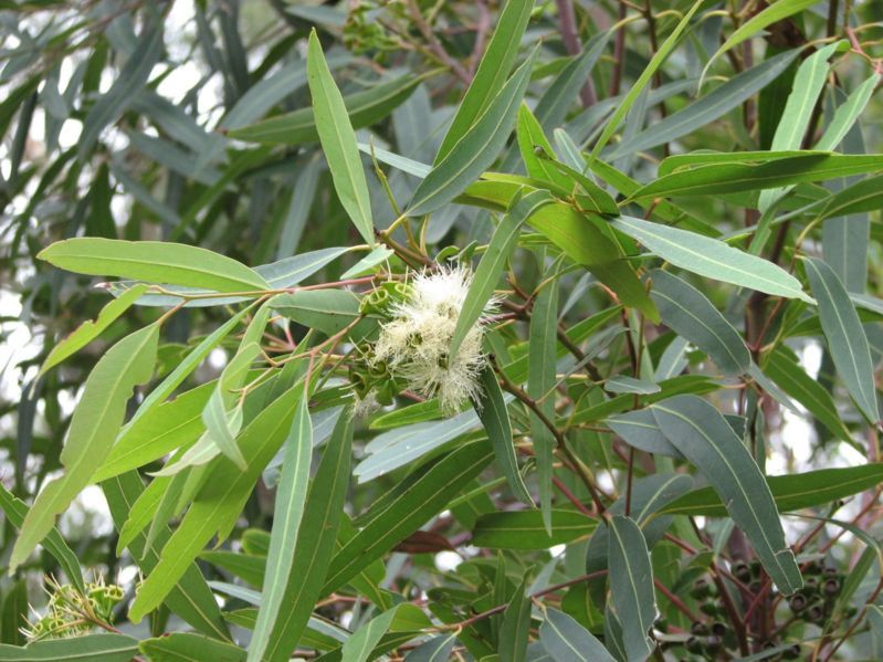 File:Eucalyptus curtisii.jpg