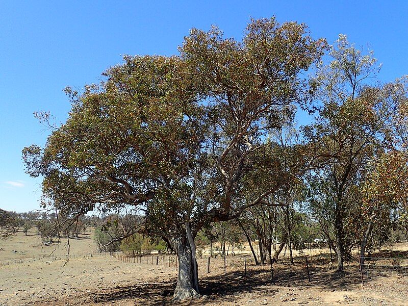 File:Eucalyptus magnificata.jpg