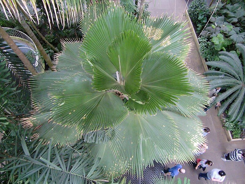 File:Fiji fan palm.JPG