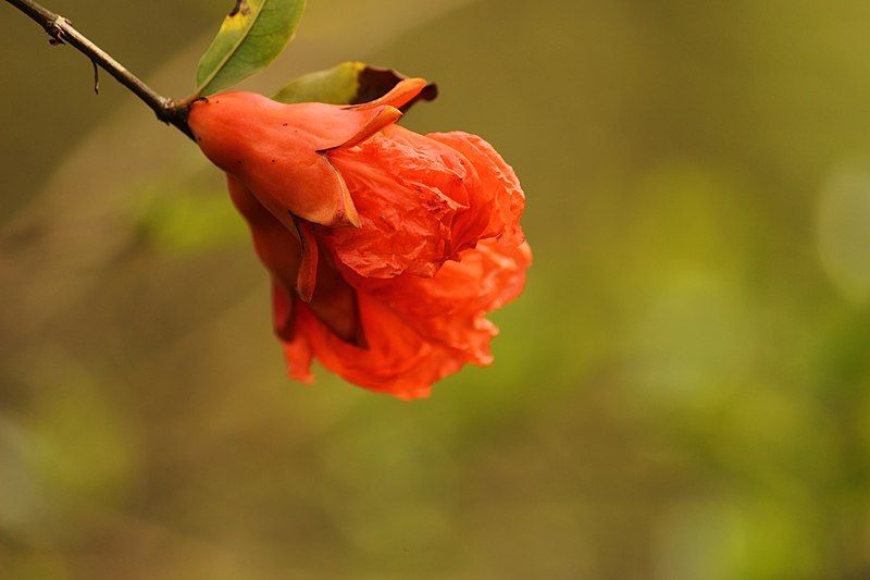 File:Flower of Pomegranate.jpg