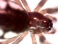 Bowl and doily spider, Frontinella pyramitela