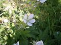 Geranium rivulare