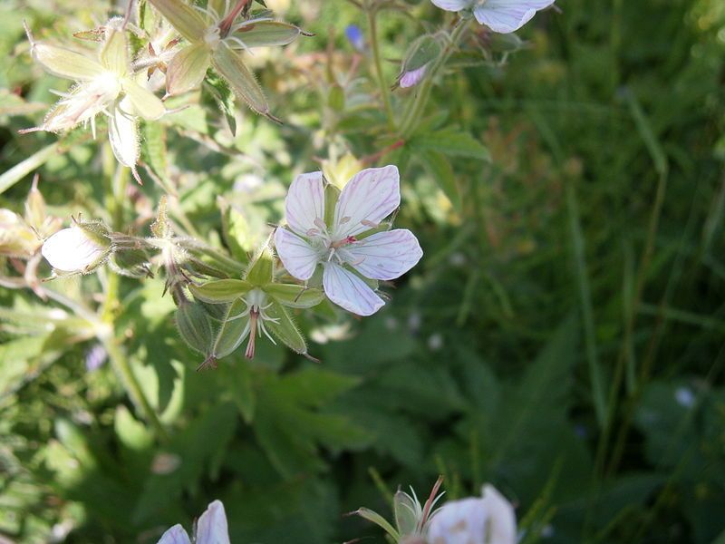 File:Geranium rivulare03.jpg