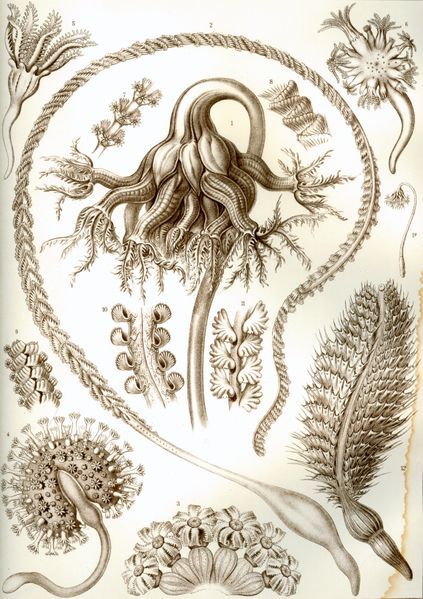 File:Haeckel Pennatulida.jpg