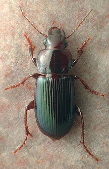 Green beetle with a silver head and red-orange legs