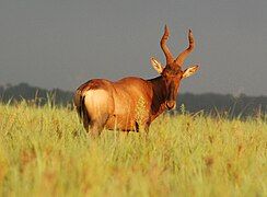 Red Hartebeest in early morning light