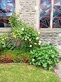 Roses and Hollyhocks flower bed