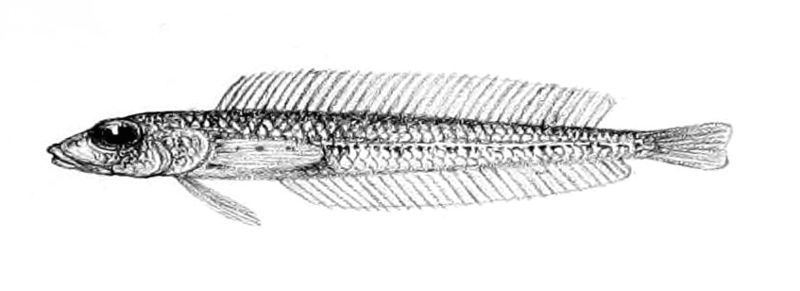 File:Hemerocoetes pauciradiatus.jpg